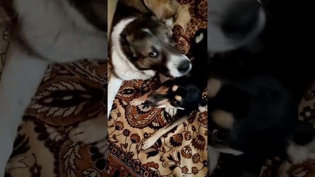 Алабай смотреть онлайн