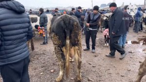 20 февраля 2024 г АНДИЖОН ШАХРИХОН ЧУЖА МОЛ БОЗОРИ СИГИРЛАР НАРХЛАРИ ANGIJON SHAXRIHON CHÒJA MOL