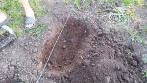 Посадка саженцев имбиря в открытый грунт .