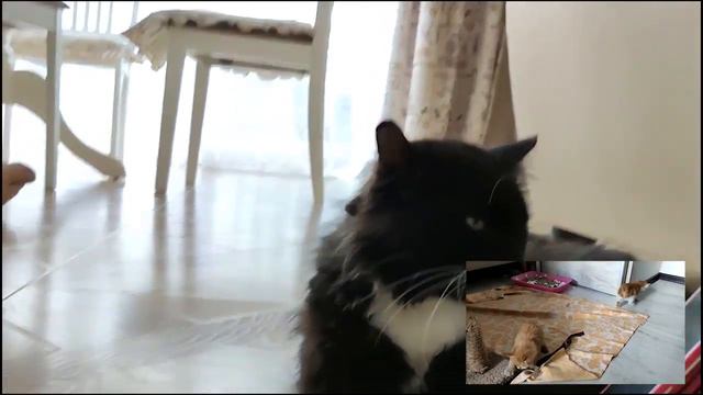 Как папаша Мася реагирует на видео своих деток котят? Реакция кота на котят, смешная реакция кота смотреть онлайн