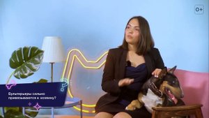 РУШИМ СТЕРЕОТИПЫ ОБ АНГЛИЙСКОМ БУЛЬТЕРЬЕРЕ: ВСЕ О ПОРОДЕ