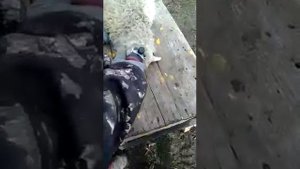 Стрижка овец машинкой Лакоста.