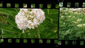 полезные свойства Бузина травянистая, бузина вонючая дикая