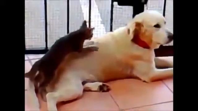 Копия видео "Копия видео "Животные развлекаются"" смотреть онлайн