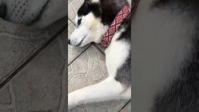 Full Grown Husky Dog | Взрослый хаски