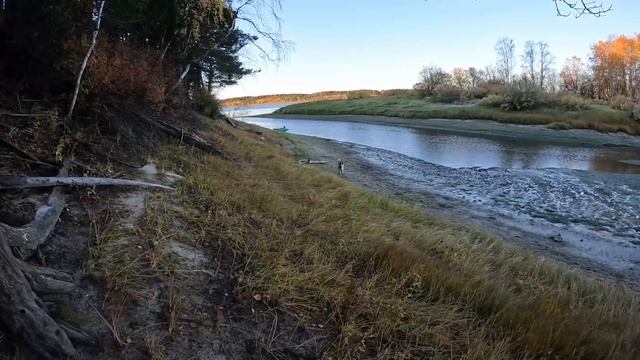 Охота на глухаря с подхода с лайкой, осенью! смотреть онлайн