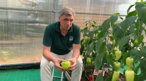 Перец Оранжевая Красавица F1