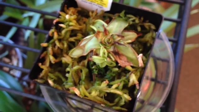 Тур по саду Сентябрь смотреть онлайн