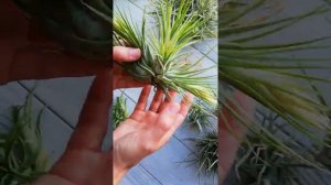 Что делать с детками у тилландсий