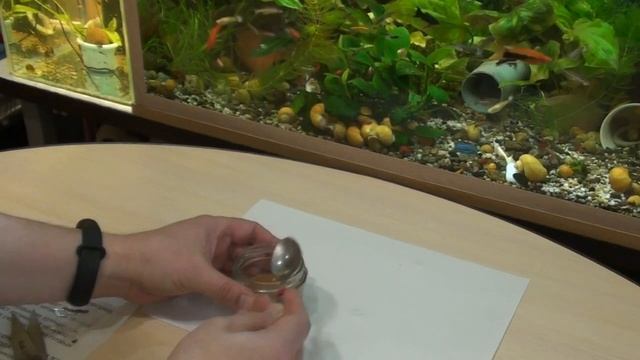 Декапсулированная артемия. Стартовый корм для мальков. Как подготовить для кормления рыбок.