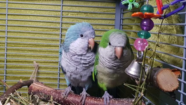 СПАТЬ ХОЧУ! СТИШОК ДЛЯ ОБУЧЕНИЯ ПОПУГАЯ ГОВОРИТЬ. УРОК ДЛЯ ПОПУГАЯ. смотреть онлайн