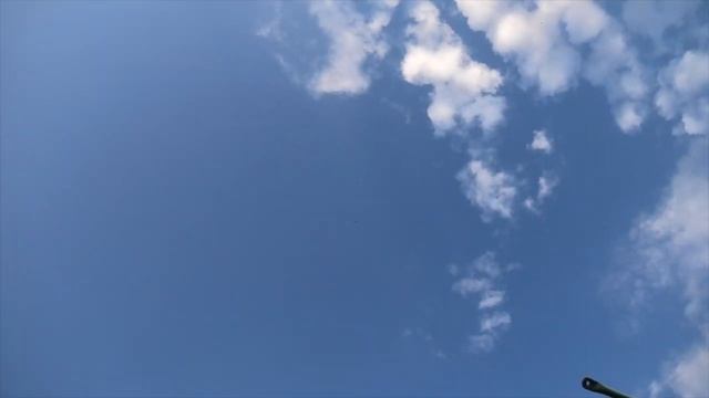 Первый полет новых голубей! смотреть онлайн