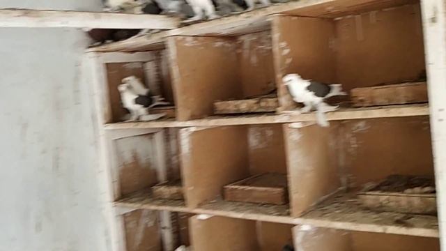 Северокавказские голуби, Оренбургские голуби, Бакинские бойные голуби!