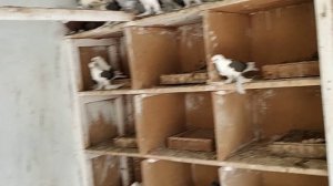 Северокавказские голуби, Оренбургские голуби, Бакинские бойные голуби!