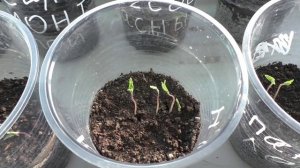 Все сорта моих помидоров взошли через пять дней, всхожесть семян хорошая.