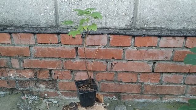 Бонсай.Бонсай чёрная смородина.Уход за смородиной.Кустарник.Плодовые.Bonsai.Сад и огород.Startup-56