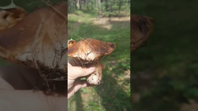 ГРИБ ПОЛЬСКИЙ БЕЛЫЙ #сергейтелков смотреть онлайн