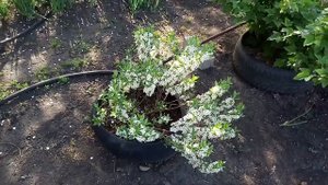 #23.Вишня Бессея