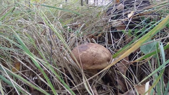 Грибы 2018 смотреть онлайн