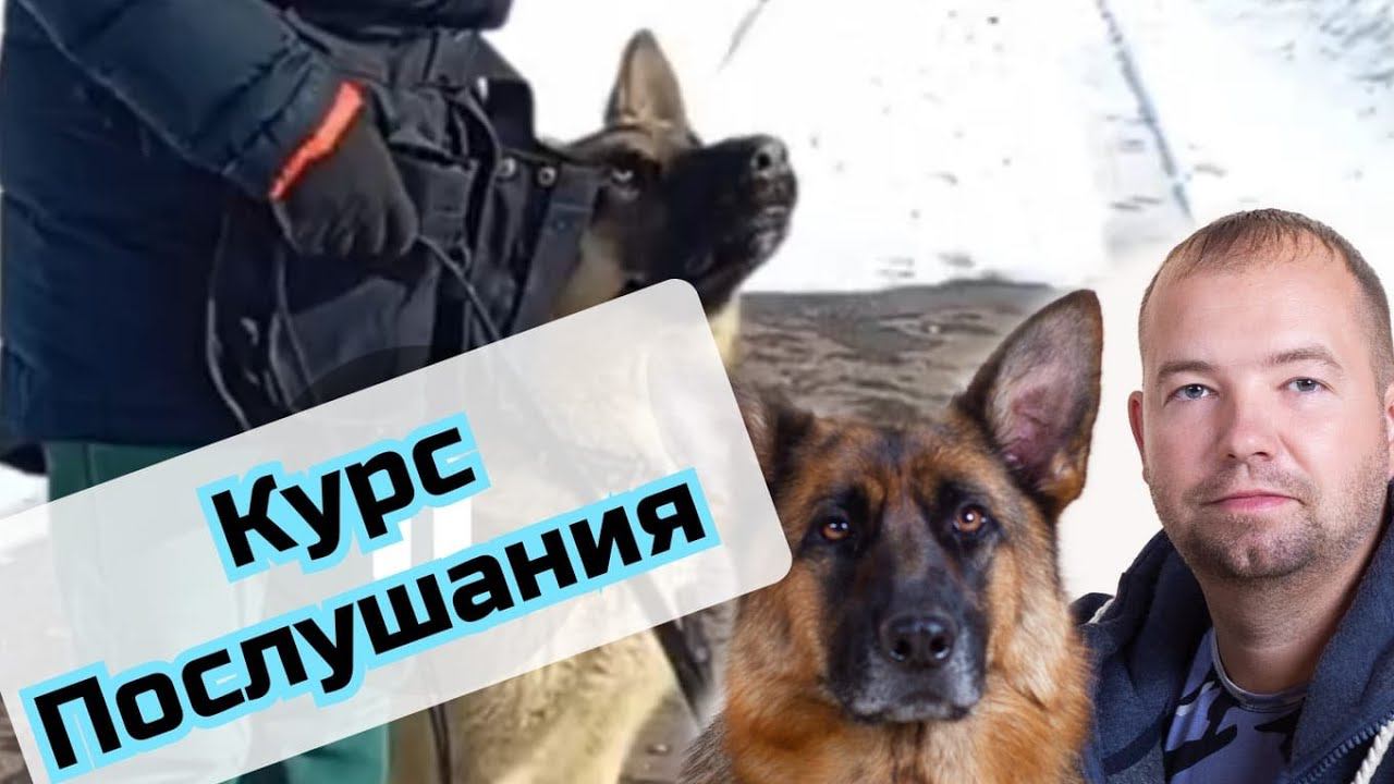 Dog show дозировка. Dog age. Telegram hack dog. Картинки для распознавания бота. Выставка собак akc national championship.