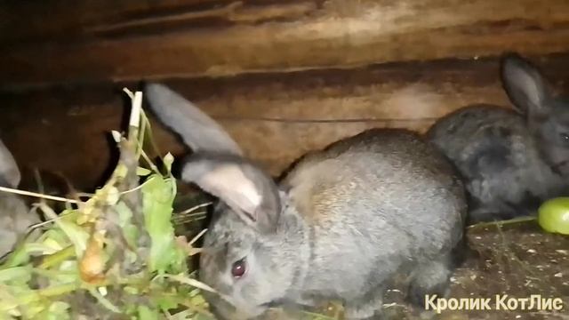 ОКРОЛ у кроликов.ПОЧЕМУ КРОЛЬЧИХА СЪЕДАЕТ КРОЛЬЧАТ. смотреть онлайн