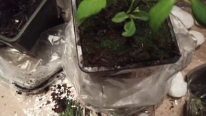 Посылка с саженцами из Garden Plants❗ ЖУТКО красивые😃 Обзор🥀