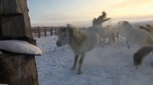 Якутская лошадь - Сахам ата (Ваня Трофимов)