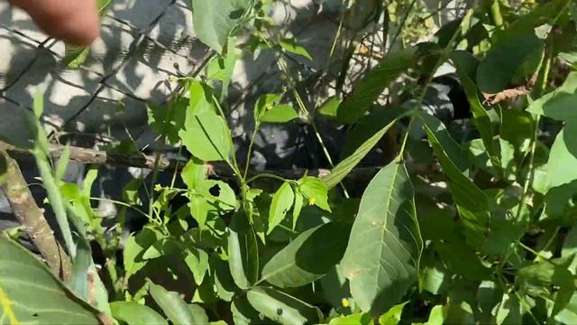 Латеральный грецкий орех ПЕСЧАНСКИЙ, ИНТР 2 год после прививки! Первые орехи смотреть онлайн