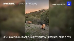 Крымские лисы разрешают туристам кормить себя с рук