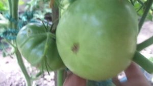 САМЫЕ ПЕРВЫЕ ТОМАТЫ! СОРТ ГОСПОЖА УДАЧА. Ольга Чернова.