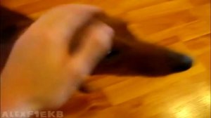 РАЗНОЕ: Такса и Французкий бульдог - ЛИса и Ася