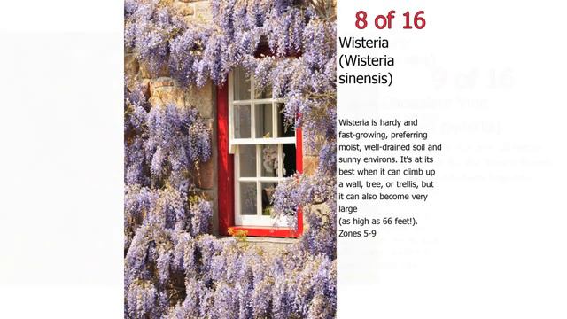 16 Fast-Growing Flowering Vines - Best Wall Climbing Vines to Plant