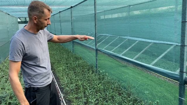 Ель обыкновенная 4-х летка Обзор интернет-магазина питомника "Хвойный дворик"