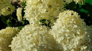 Метельчатая гортензия Скайфолл