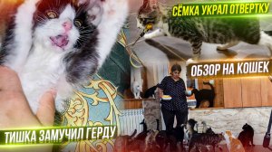 Эксперимент с пелёнками провалился. Семка украл отвертку. Кошки требуют обэд. Кузя дружит с Булкой