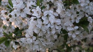 Монастыри и подвижники. Афонские рассказы - Александр Дворкин