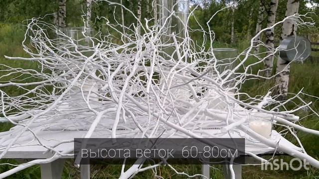 Ива извилистая (Ива Свердловская), Salex Sverdlovskaja Isvilistaja