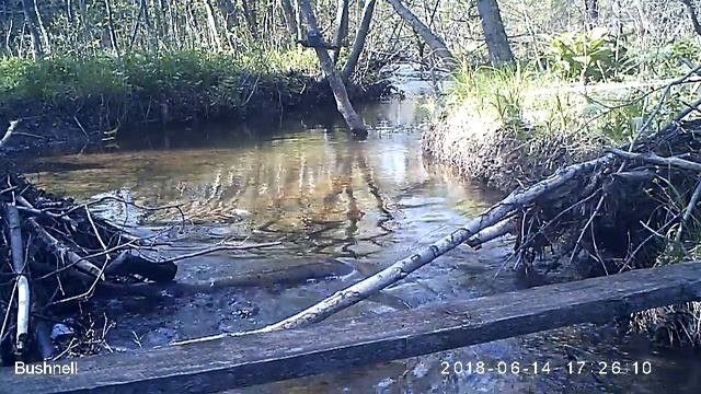 Трясогузка белая 14 06 18 смотреть онлайн