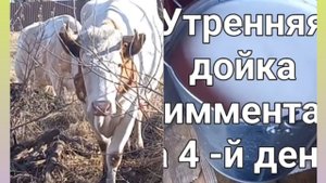 Раздой коровы после отела