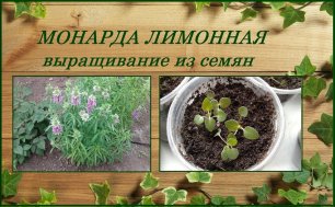 Монарда лимонная или садовый бергамот - выращивание из семян