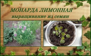 Монарда лимонная или садовый бергамот выращивание из семян