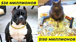 10 Самых Богатых Животных в Мире