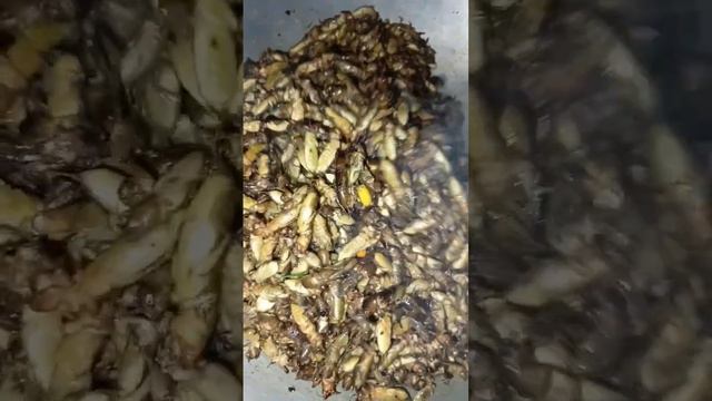 Вкусная еда из Медведки Больше не будет жрать урожай Самые экзотические блюда мира Рецепт и еда блюд