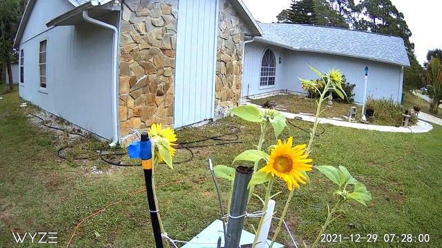 Sunflower Time lapse, Following the sun. смотреть онлайн