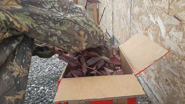 ЕЖЕВИКА сорт КАДДО. смотреть онлайн