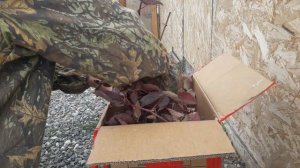 ЕЖЕВИКА сорт КАДДО.