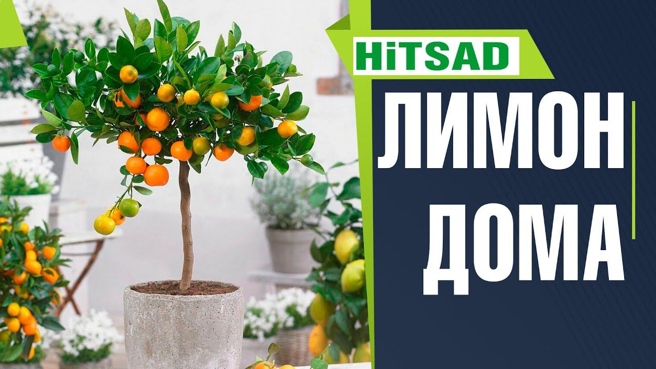 Как вырастить лимон в домашних условиях  Условия содержания комнатного лимона