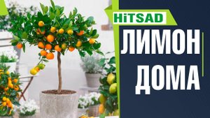 Как вырастить лимон в домашних условиях Условия содержания комнатного лимона