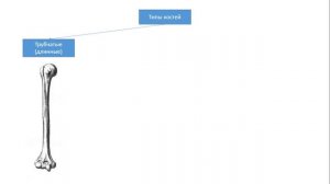 Урок №7 "Строение, рост, развитие и химический состав костей. Типы костей и их соединение"