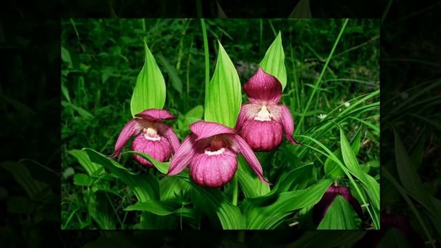 Венерин башмачок (Пафиопедилум). смотреть онлайн